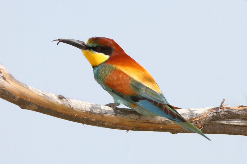 European Bee-eater. Qatar, 29 April 2014 © Neil G. Morris.