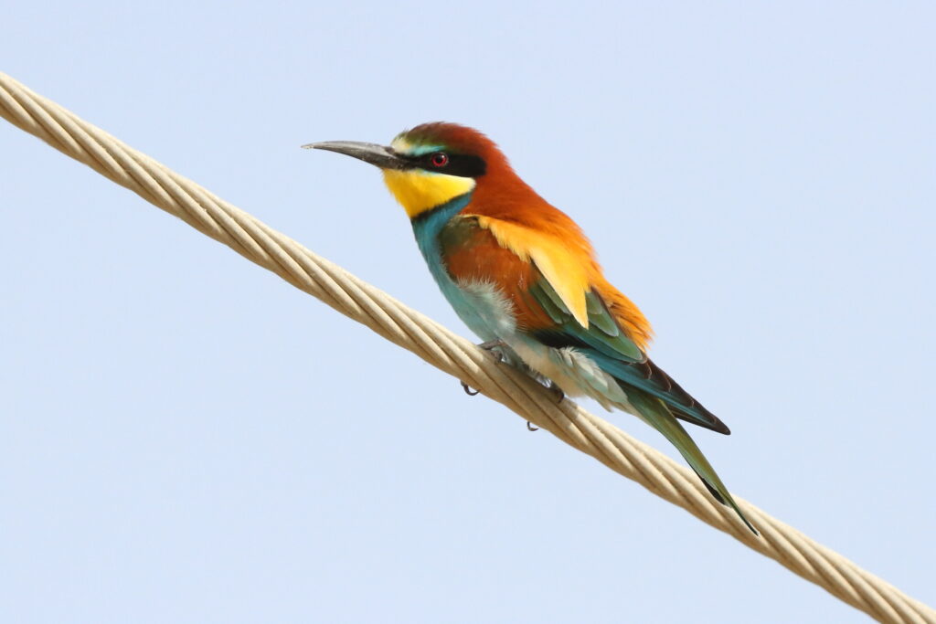 European Bee-eater. Qatar, 01 May 2015 © Neil G. Morris.