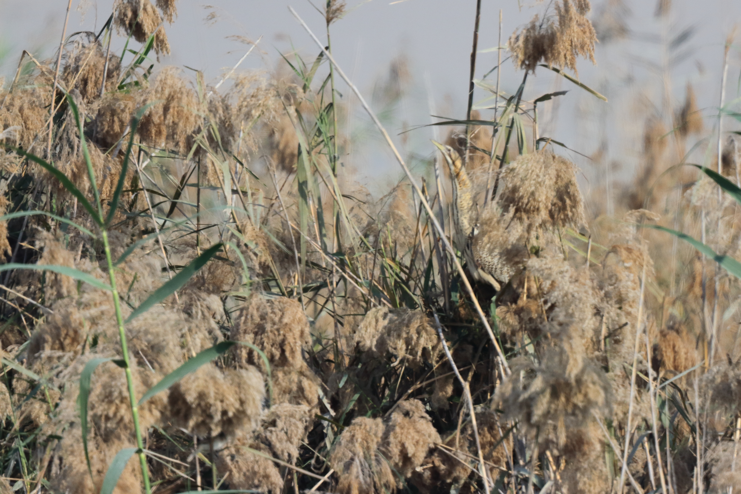 Great Bittern. Qatar, 03 March 2016 © Neil G. Morris.