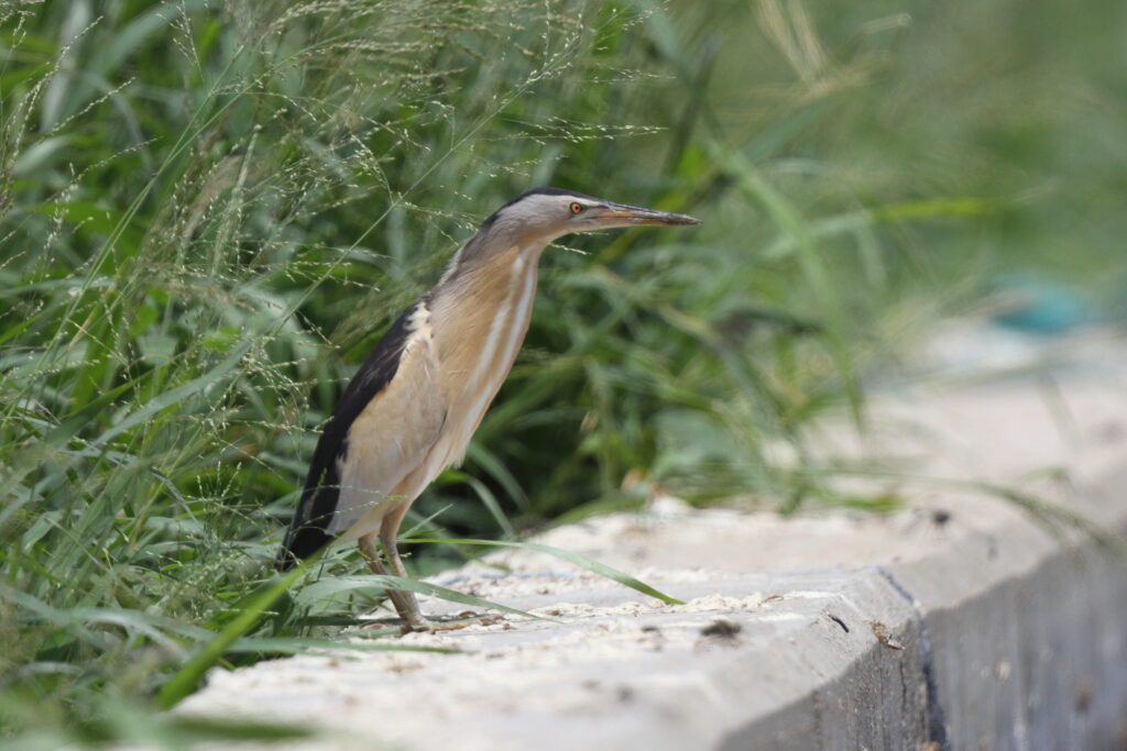 Little Bittern. Qatar, 28 April 2013 © Neil G. Morris.