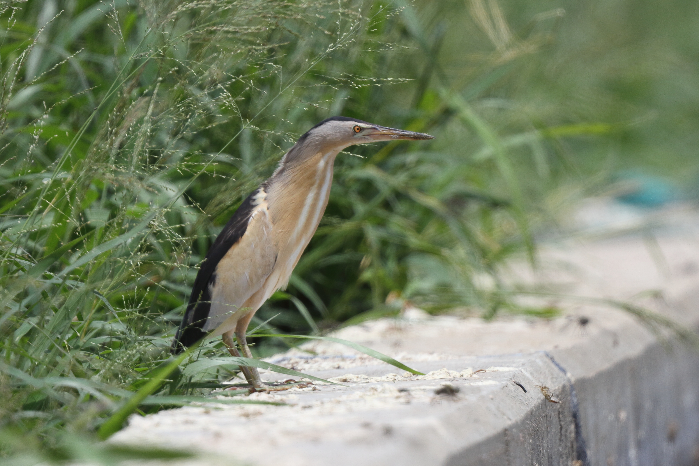 Little Bittern. Qatar, 28 April 2013 © Neil G. Morris.