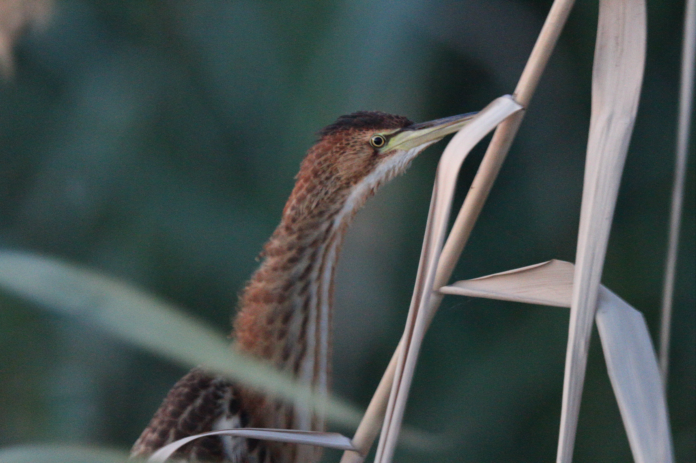 Little Bittern. Qatar, 26 November 2013 © Neil G. Morris.