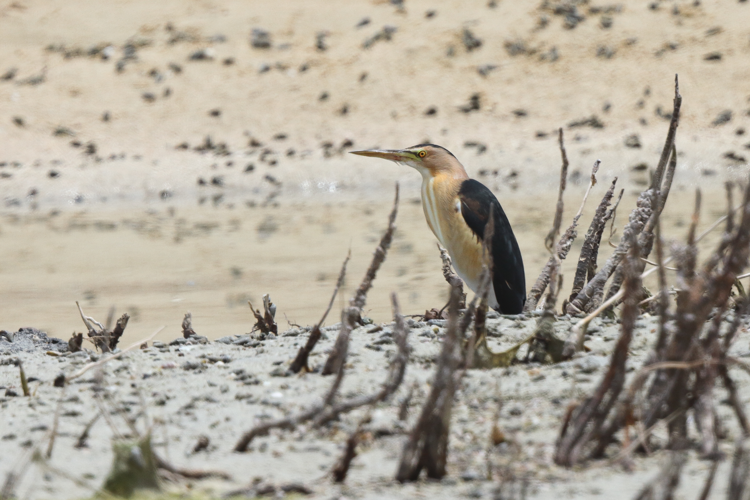 Little Bittern. Qatar, 30 April 2014 © Neil G. Morris.
