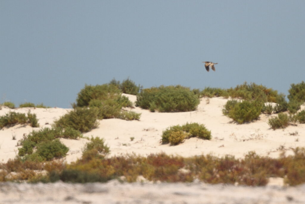 Little Bittern. Qatar, 09 May 2014 © Neil G. Morris.