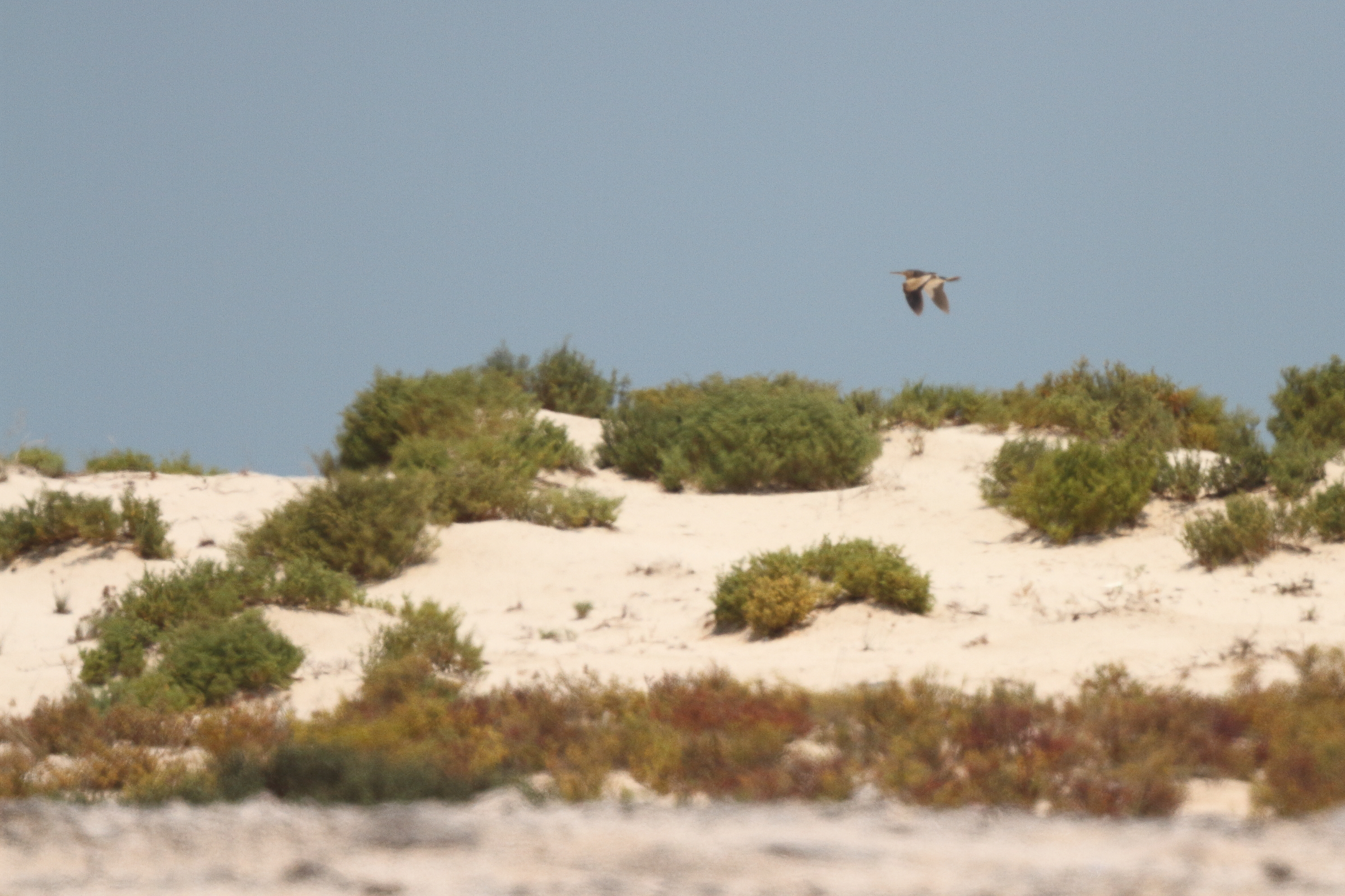 Little Bittern. Qatar, 09 May 2014 © Neil G. Morris.