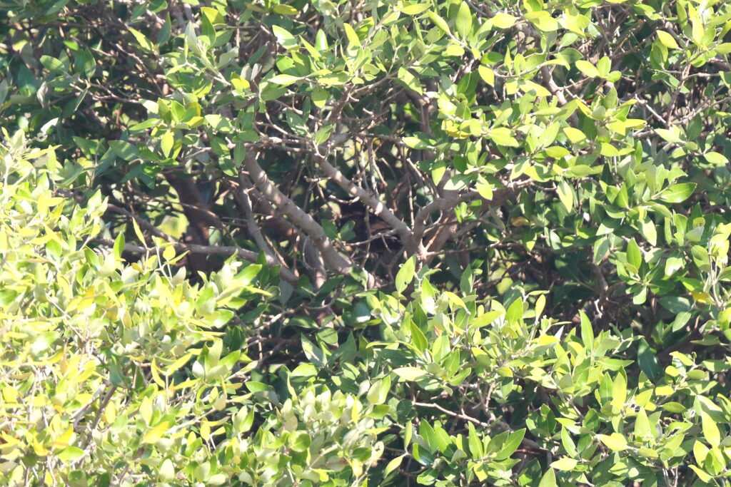 Eurasian Blackbird. Qatar, 30 November 2013 © Neil G. Morris.