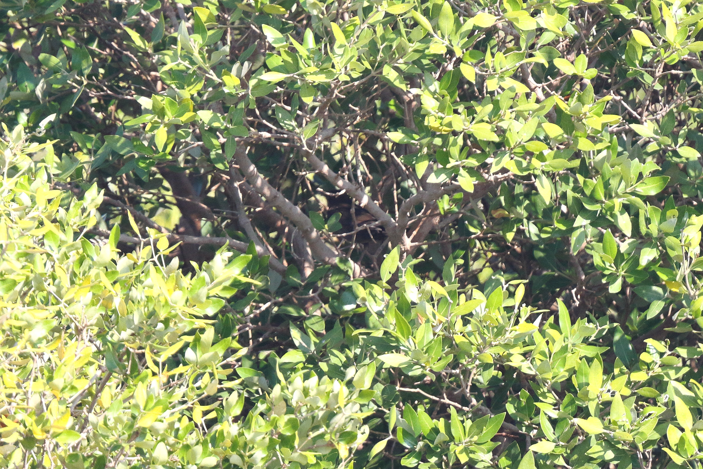 Eurasian Blackbird. Qatar, 30 November 2013 © Neil G. Morris.