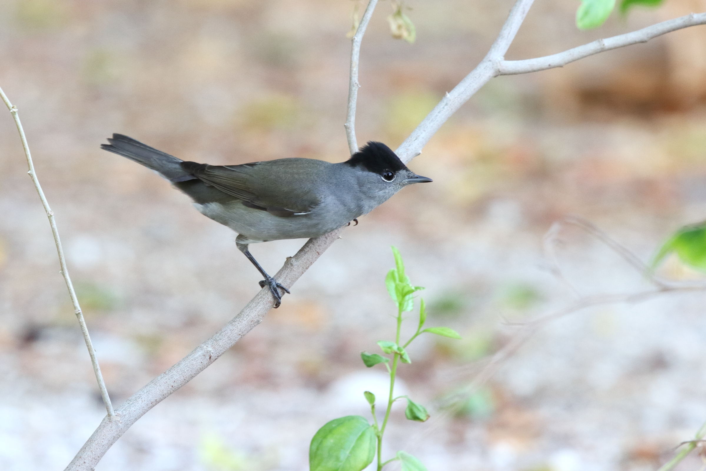 Eurasian Blackcap. Qatar, 01 October 2012 © Neil G. Morris.