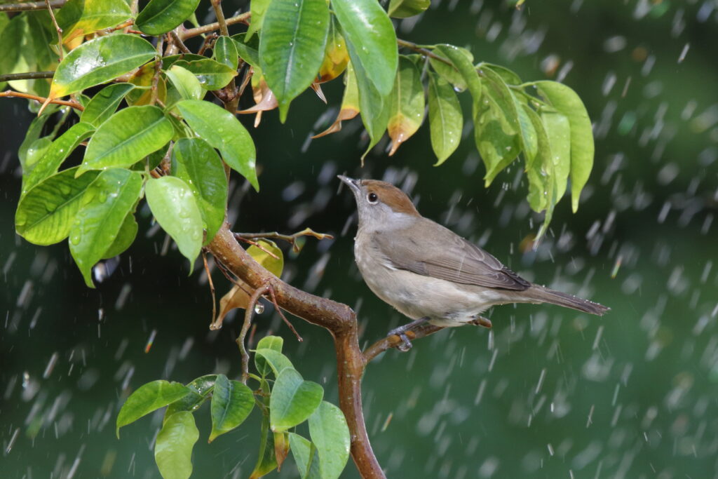 Eurasian Blackcap. Qatar, 01 October 2012 © Neil G. Morris.