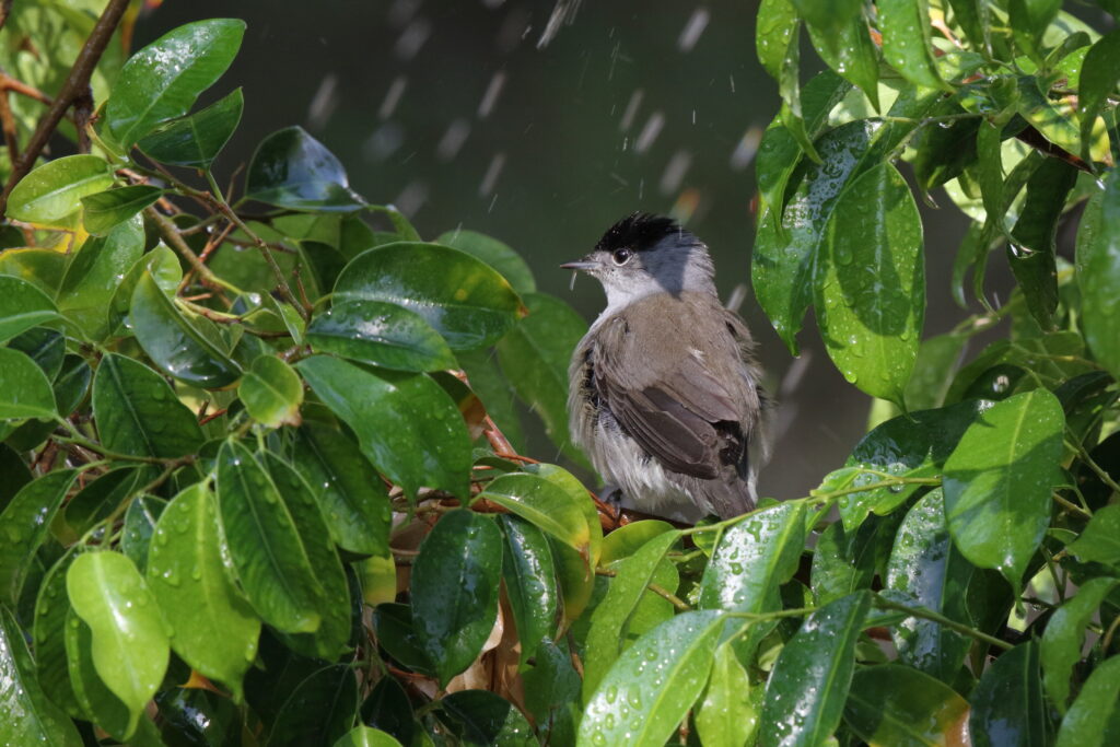 Eurasian Blackcap. Qatar, 01 October 2012 © Neil G. Morris.