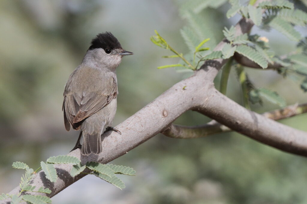 Eurasian Blackcap. Qatar, 06 April 2013 © Neil G. Morris.