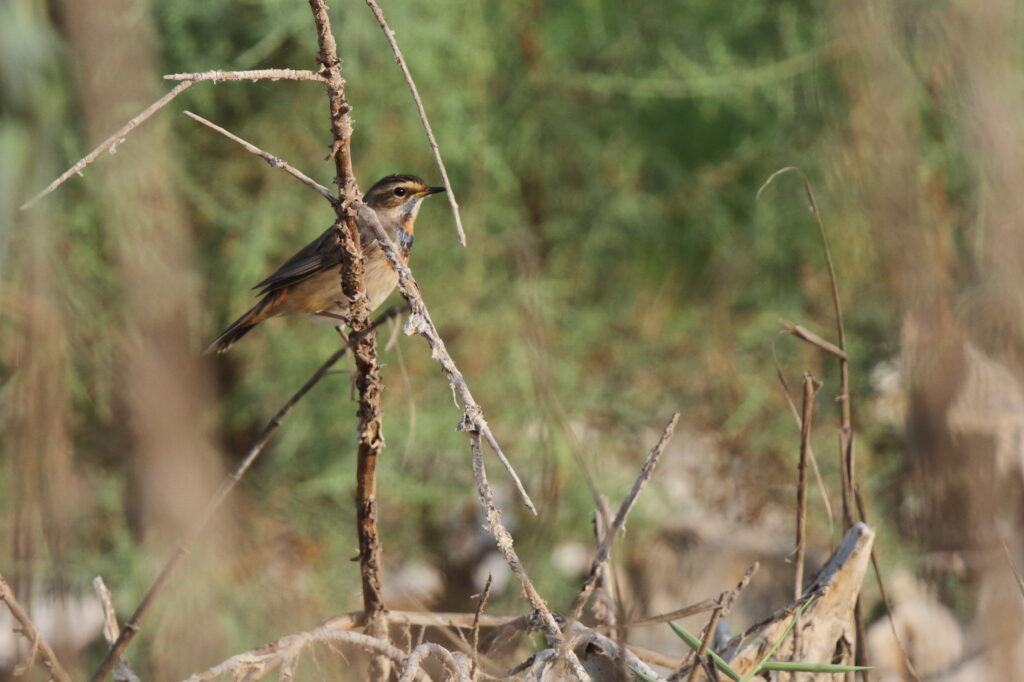 Bluethroat. Qatar, 30 October 2012 © Neil G. Morris.