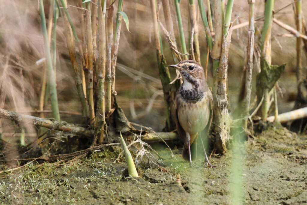 Bluethroat. Qatar, 04 November 2012 © Neil G. Morris.