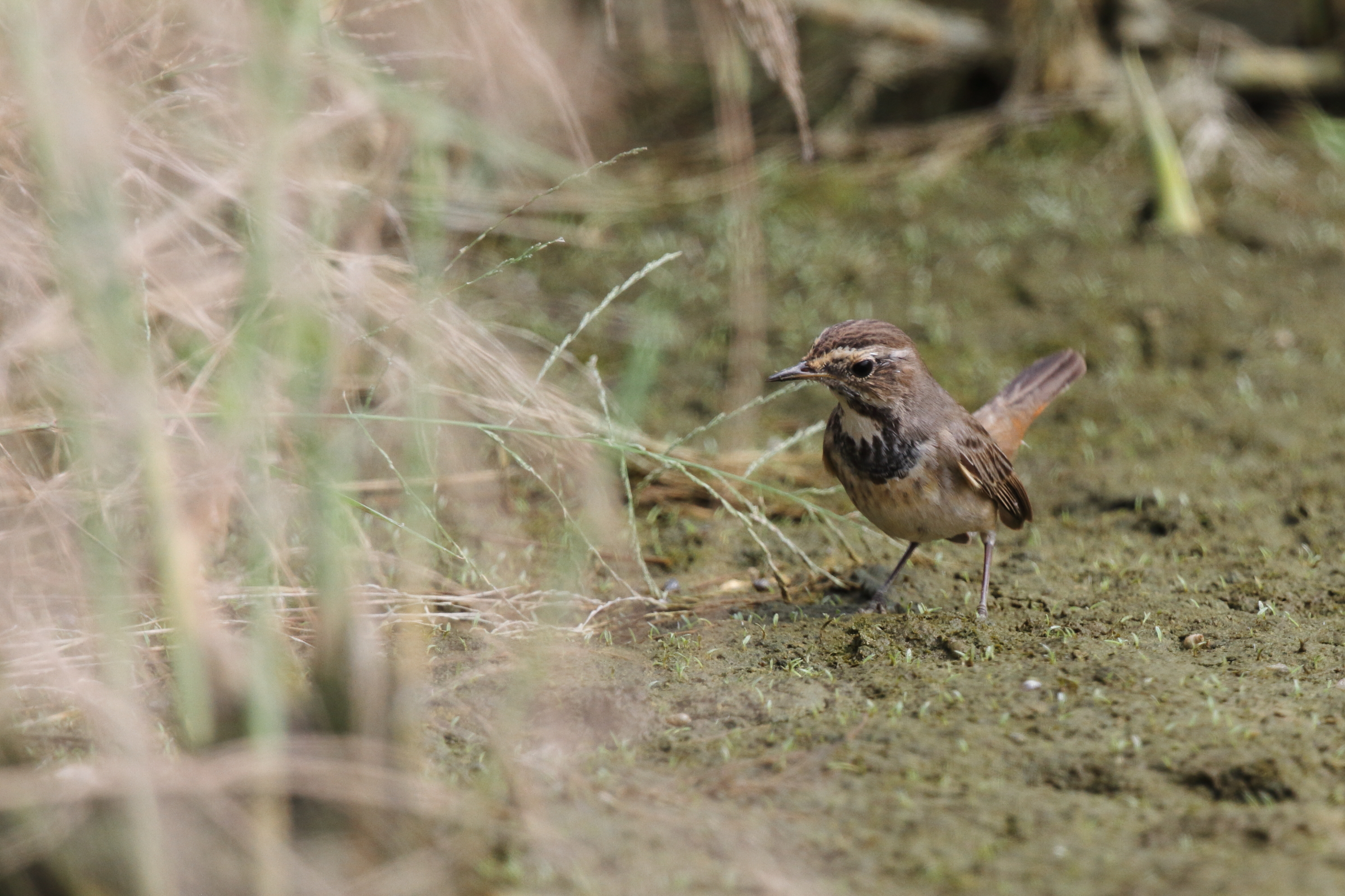 Bluethroat. Qatar, 04 November 2012 © Neil G. Morris.