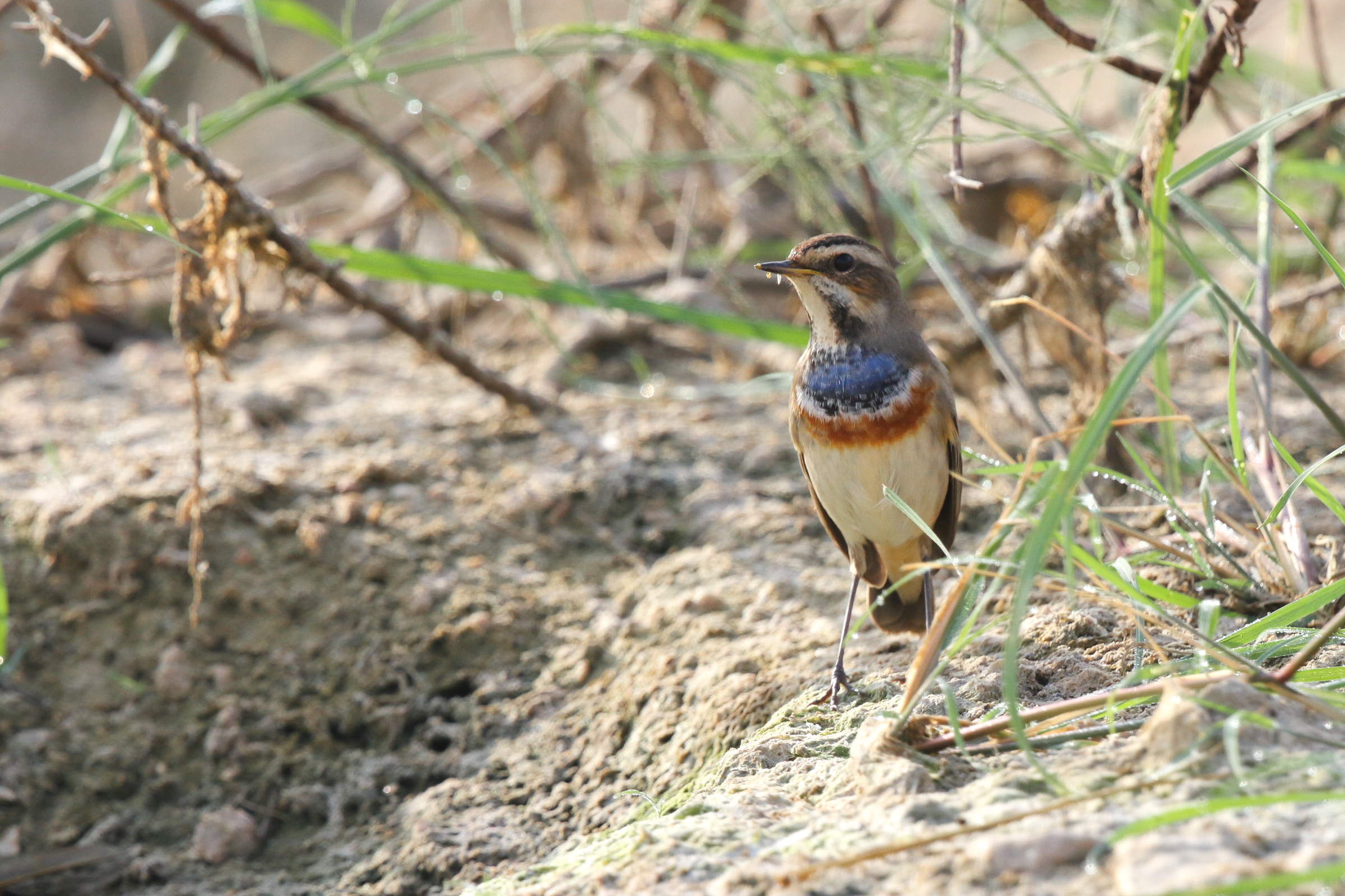 Bluethroat. Qatar, 11 November 2012 © Neil G. Morris.