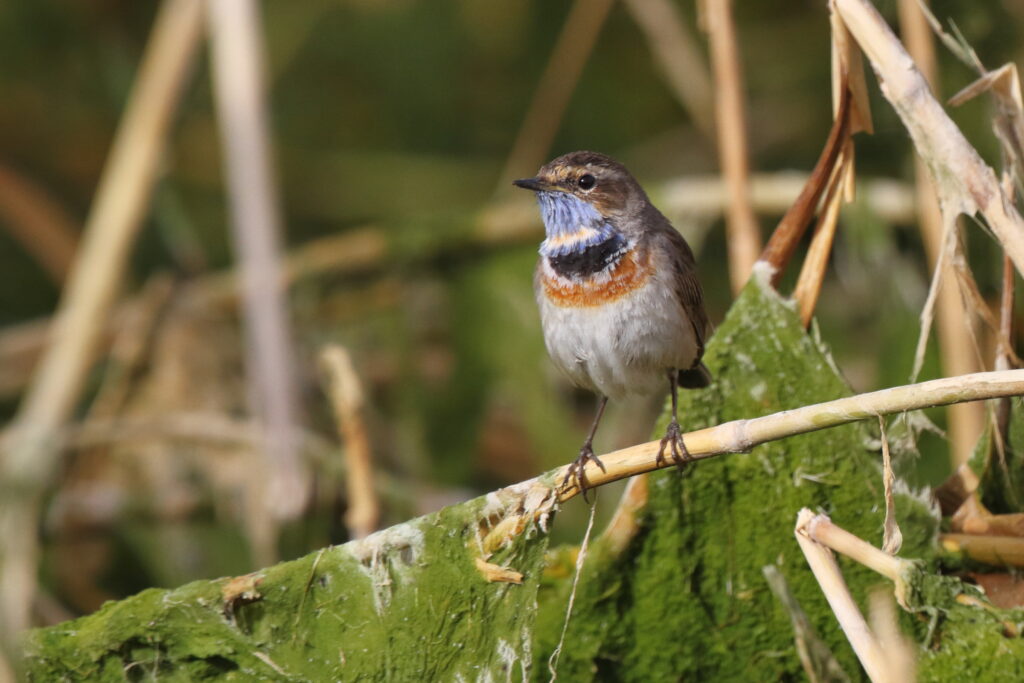 Bluethroat. Qatar, 25 February 2013 © Neil G. Morris.