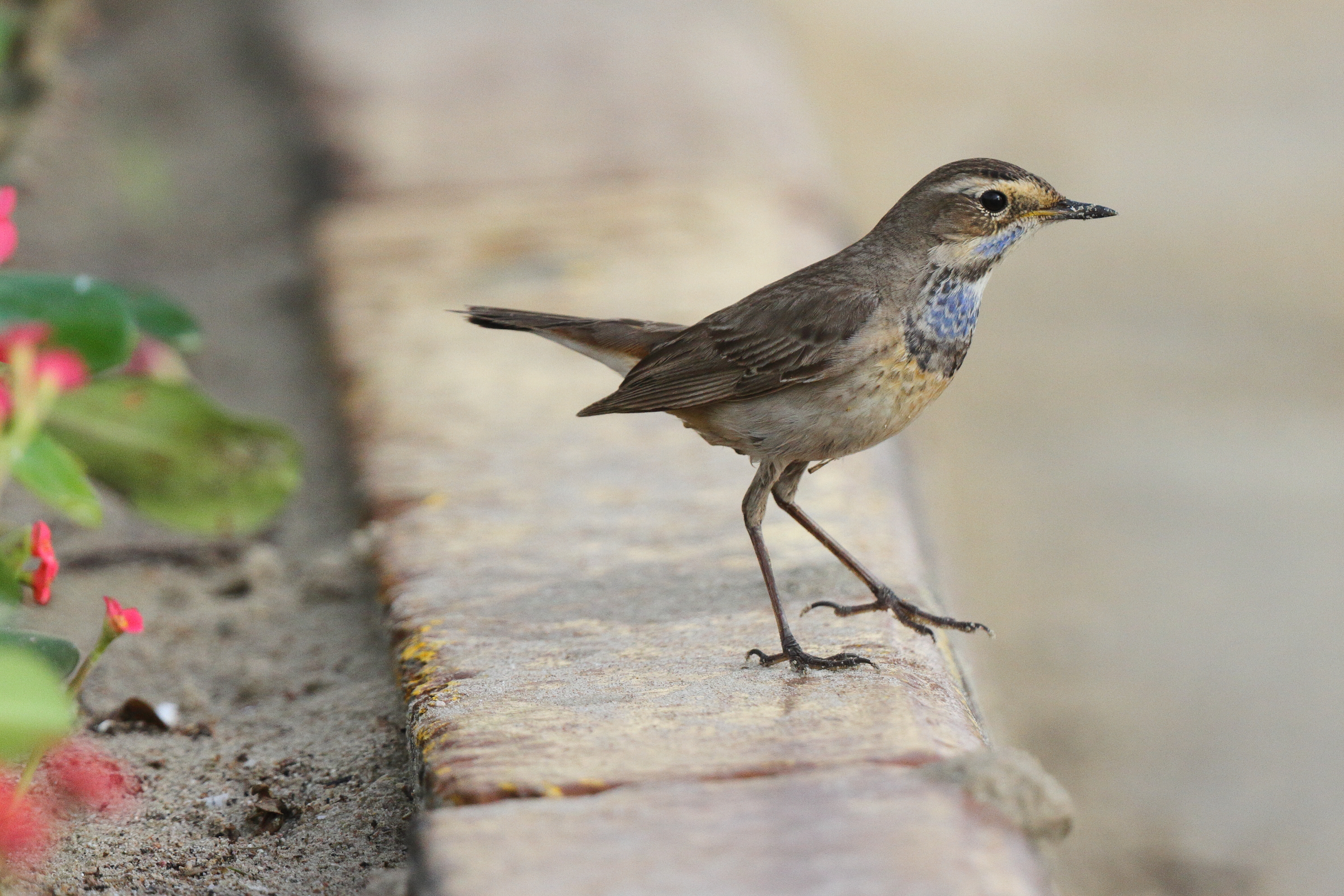 Bluethroat. Qatar, 11 April 2013 © Neil G. Morris.