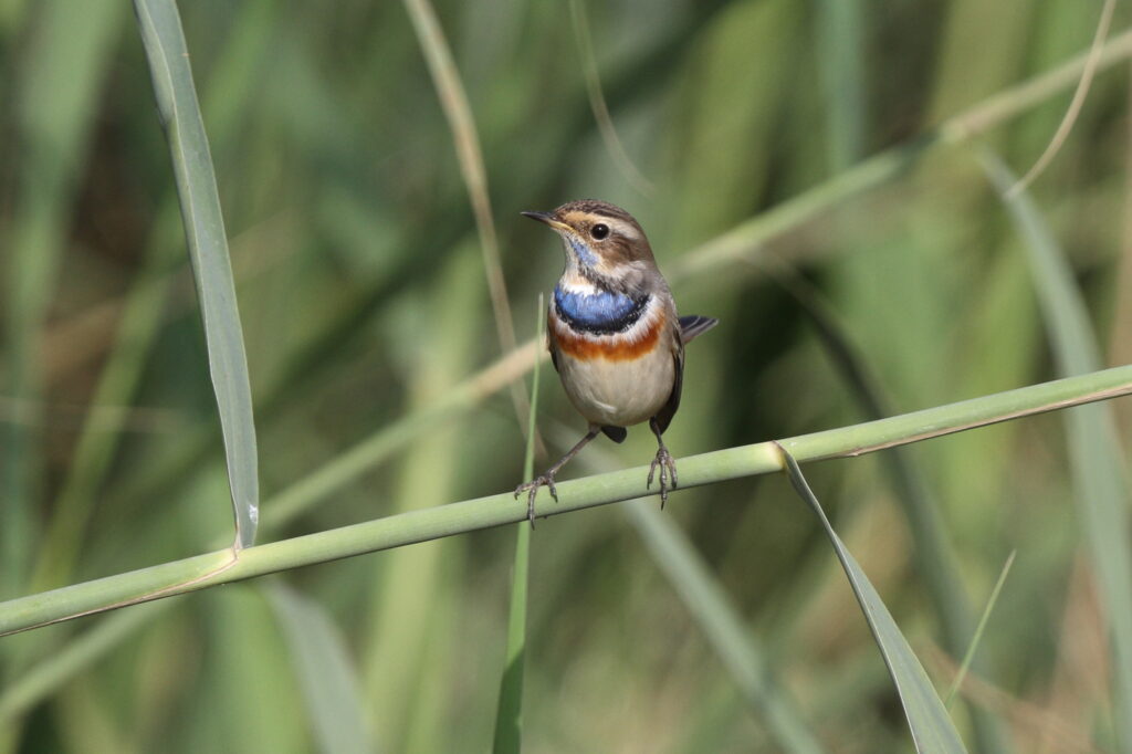 Bluethroat. Qatar, 14 April 2013 © Neil G. Morris.