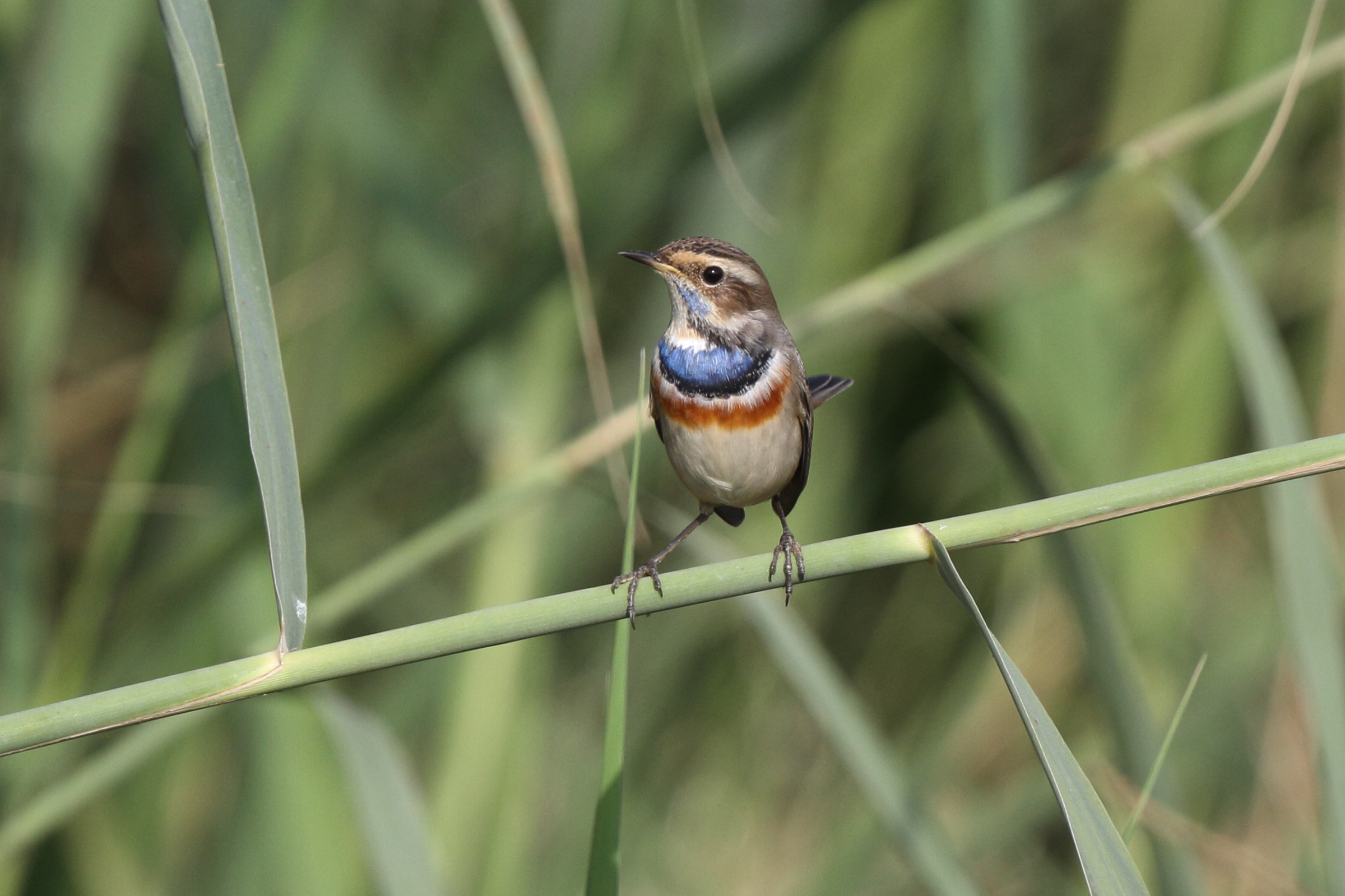 Bluethroat. Qatar, 14 April 2013 © Neil G. Morris.