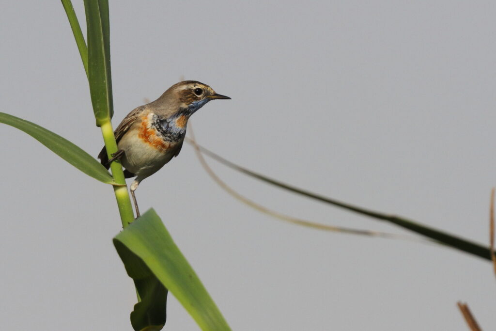 Bluethroat. Qatar, 23 February 2014 © Neil G. Morris.