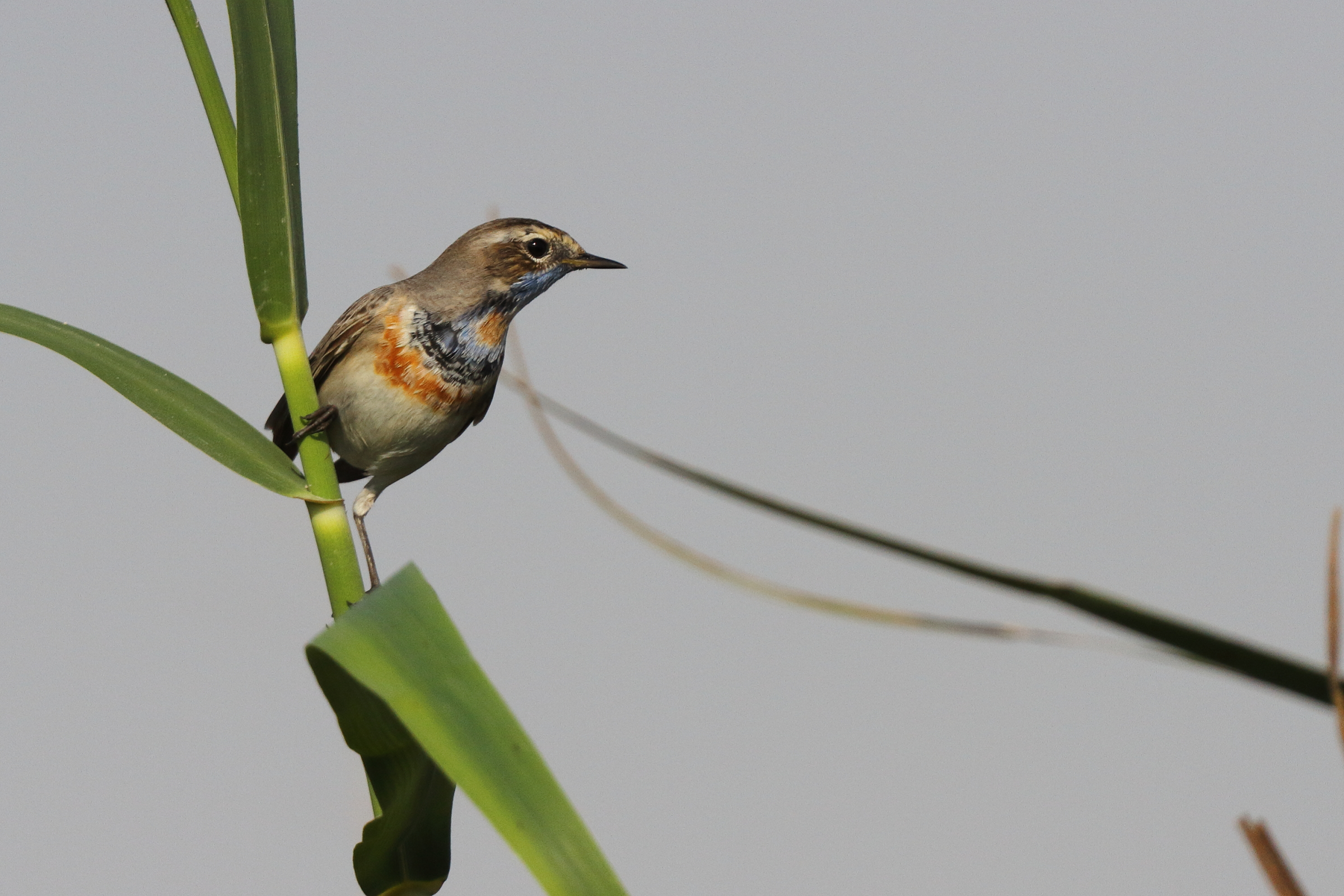 Bluethroat. Qatar, 23 February 2014 © Neil G. Morris.