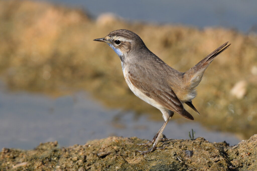 Bluethroat. Qatar, 23 February 2014 © Neil G. Morris.