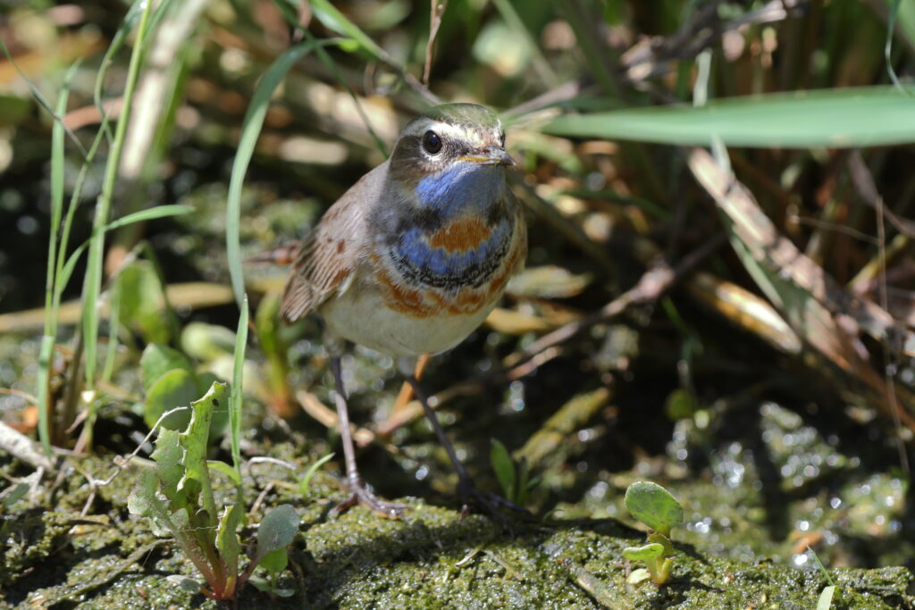 Bluethroat. Qatar, 18 March 2014 © Neil G. Morris.