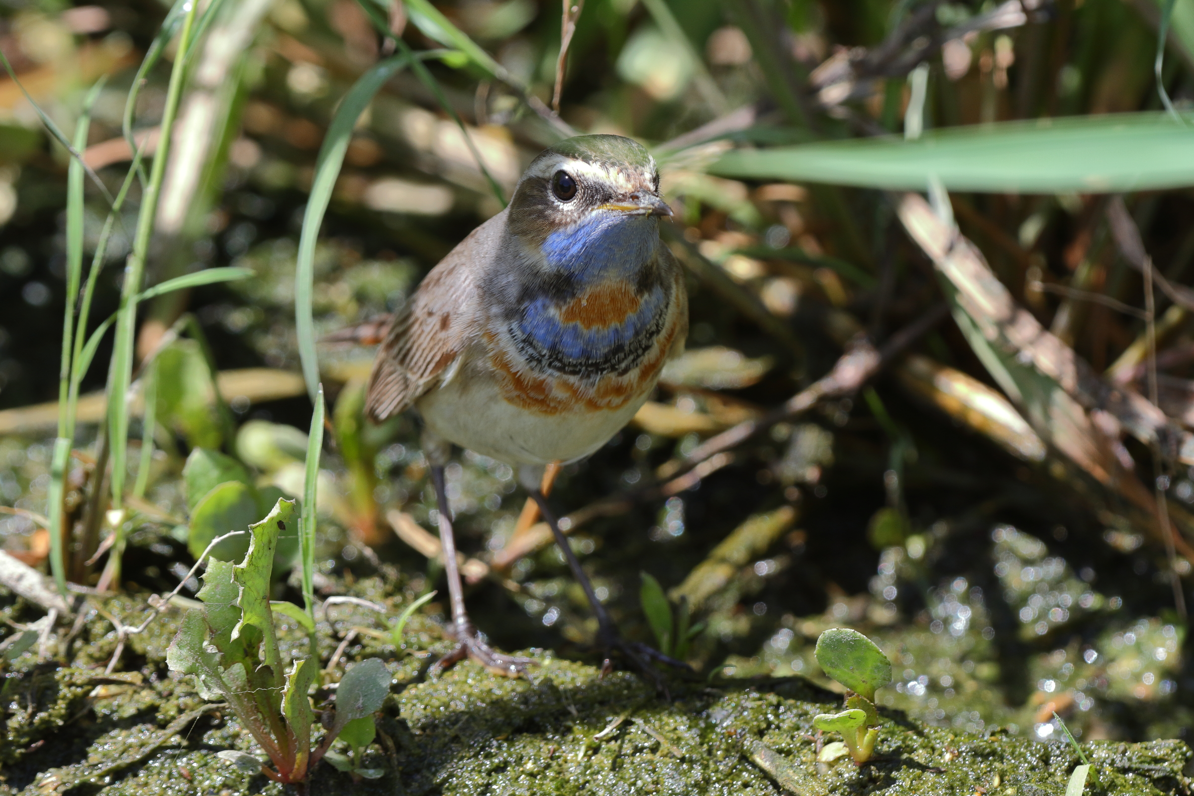 Bluethroat. Qatar, 18 March 2014 © Neil G. Morris.