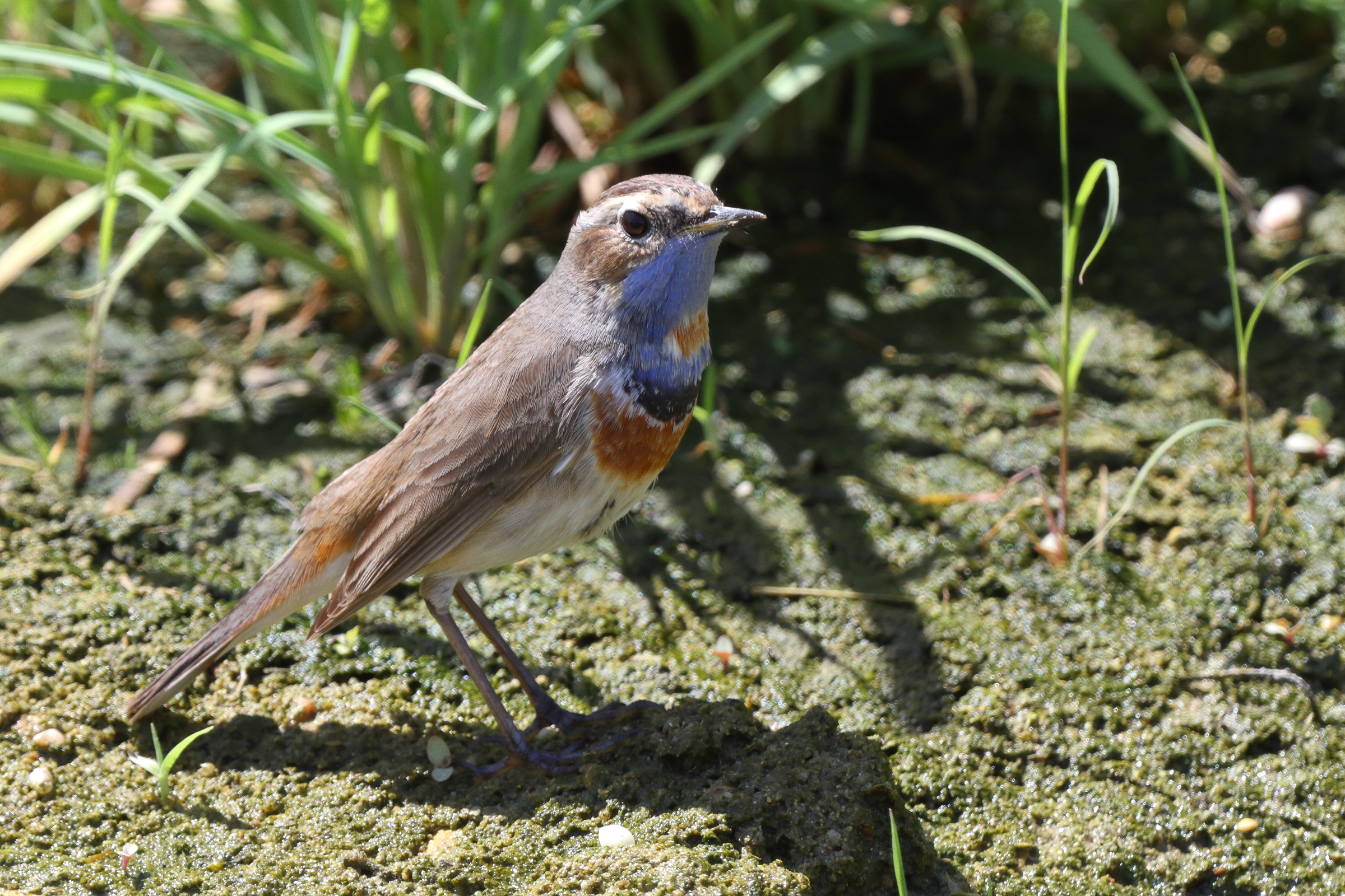 Bluethroat. Qatar, 18 March 2014 © Neil G. Morris.