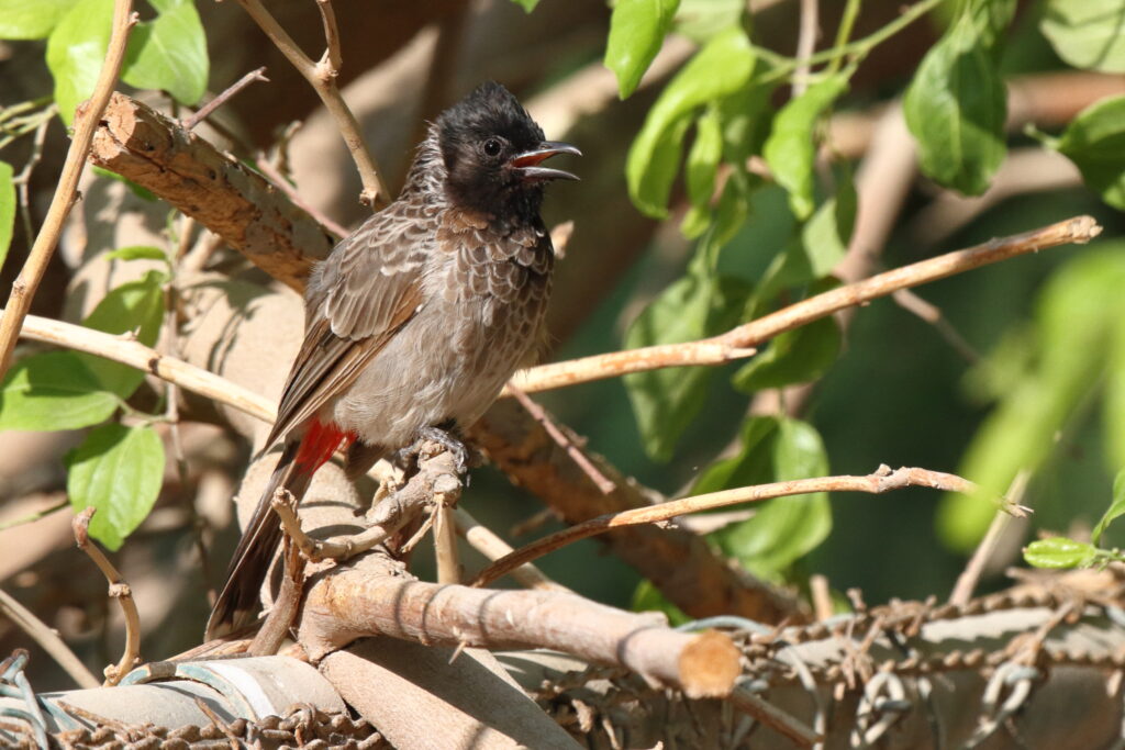 Red-vented Bulbul. Qatar, 01 October 2012 © Neil G. Morris.
