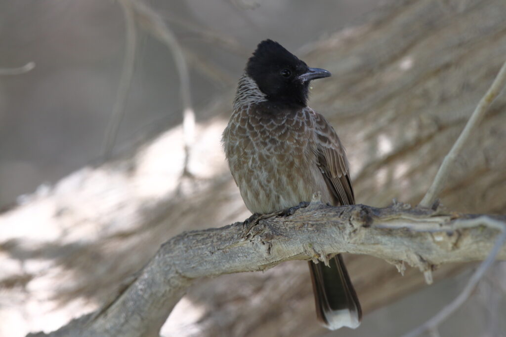 Red-vented Bulbul. Qatar, 06 November 2012 © Neil G. Morris.