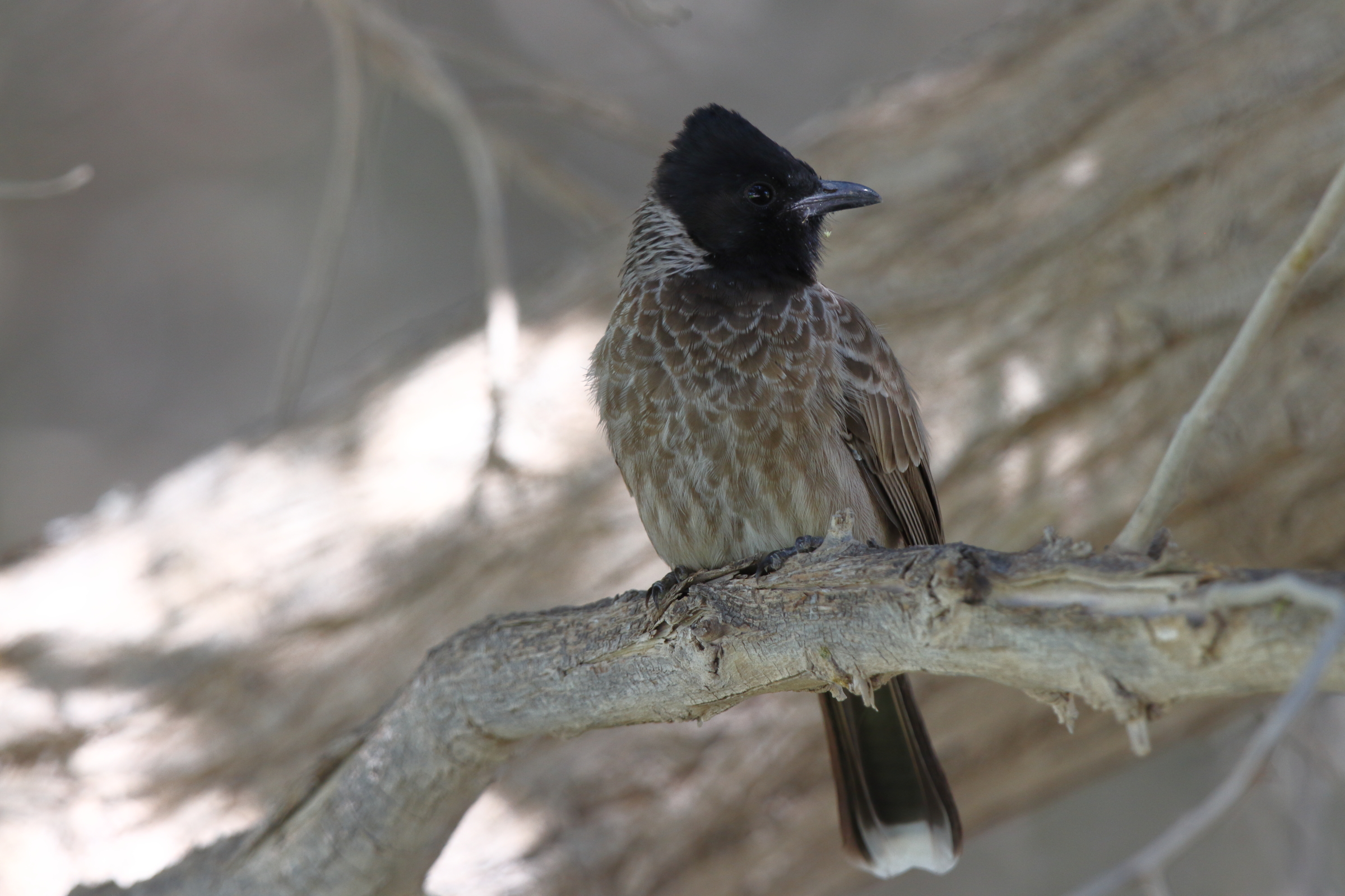 Red-vented Bulbul. Qatar, 06 November 2012 © Neil G. Morris.