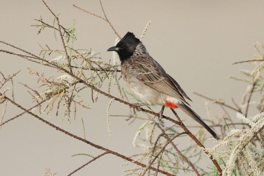 Red-vented Bulbul. Qatar, 11 April 2013 © Neil G. Morris.