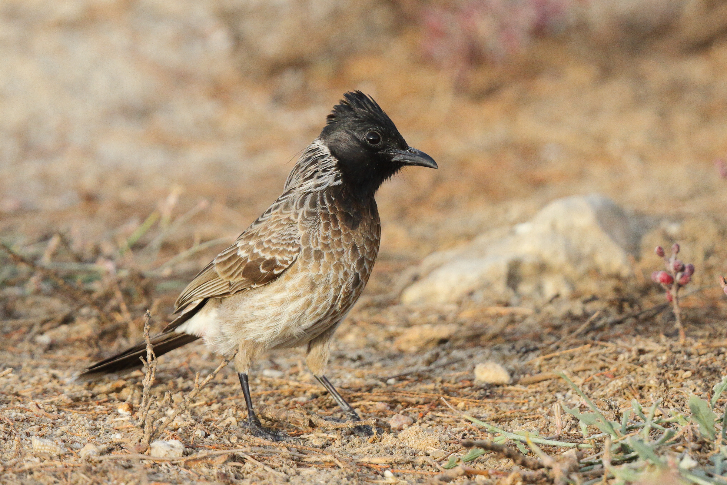 Red-vented Bulbul. Qatar, 11 April 2013 © Neil G. Morris.