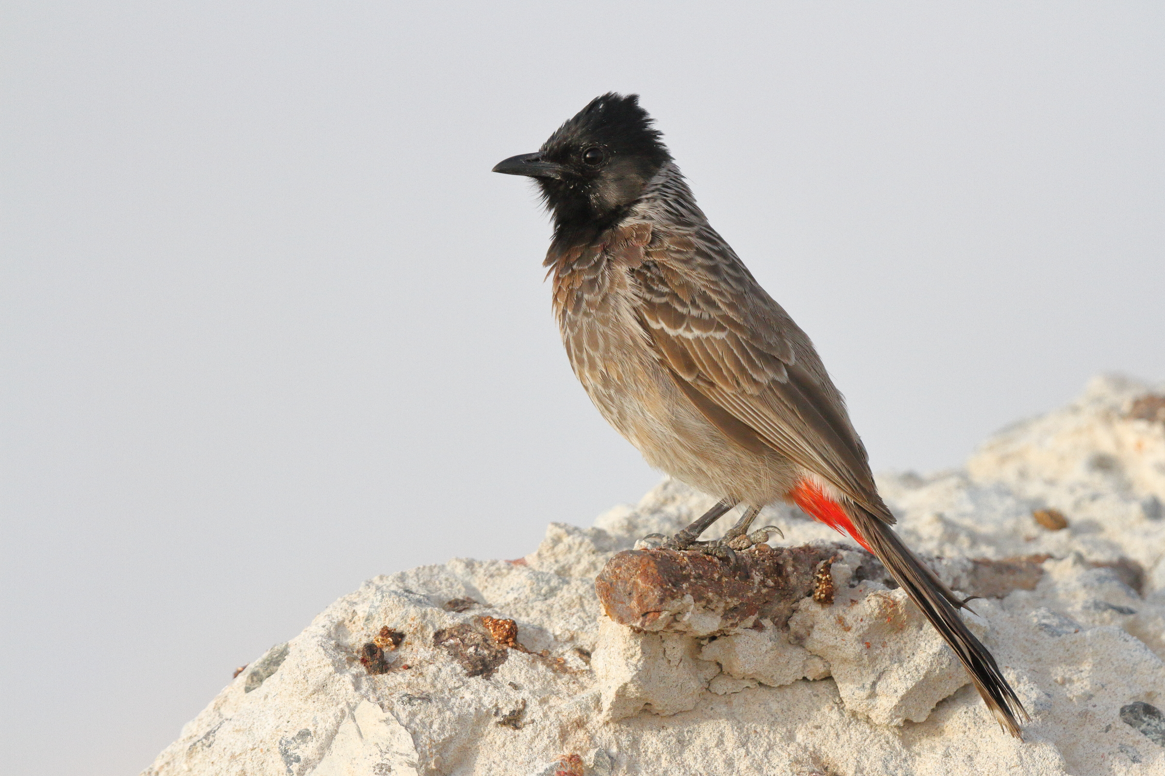 Red-vented Bulbul. Qatar, 11 April 2013 © Neil G. Morris.