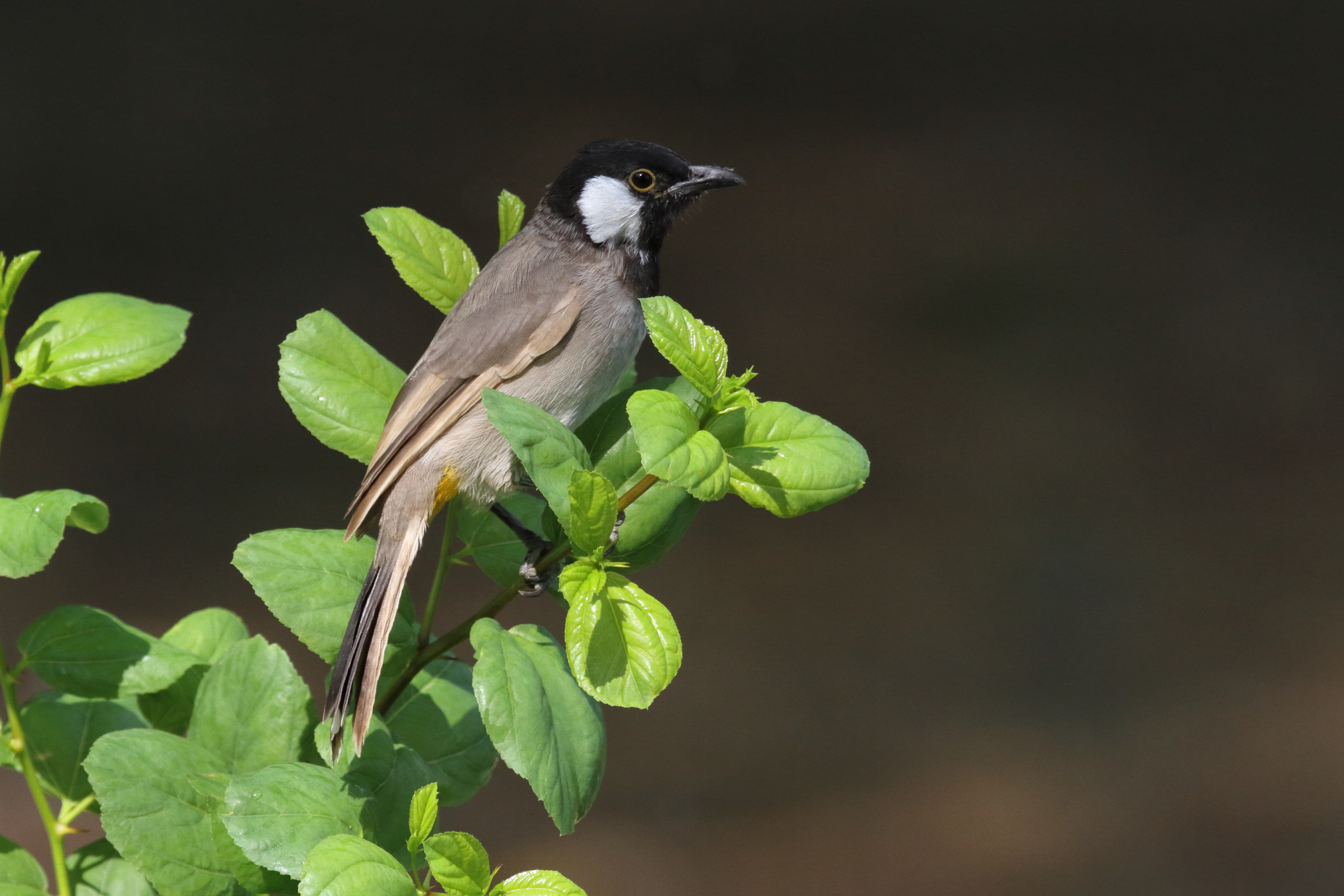 White-eared Bulbul. Qatar, 01 October 2012 © Neil G. Morris.