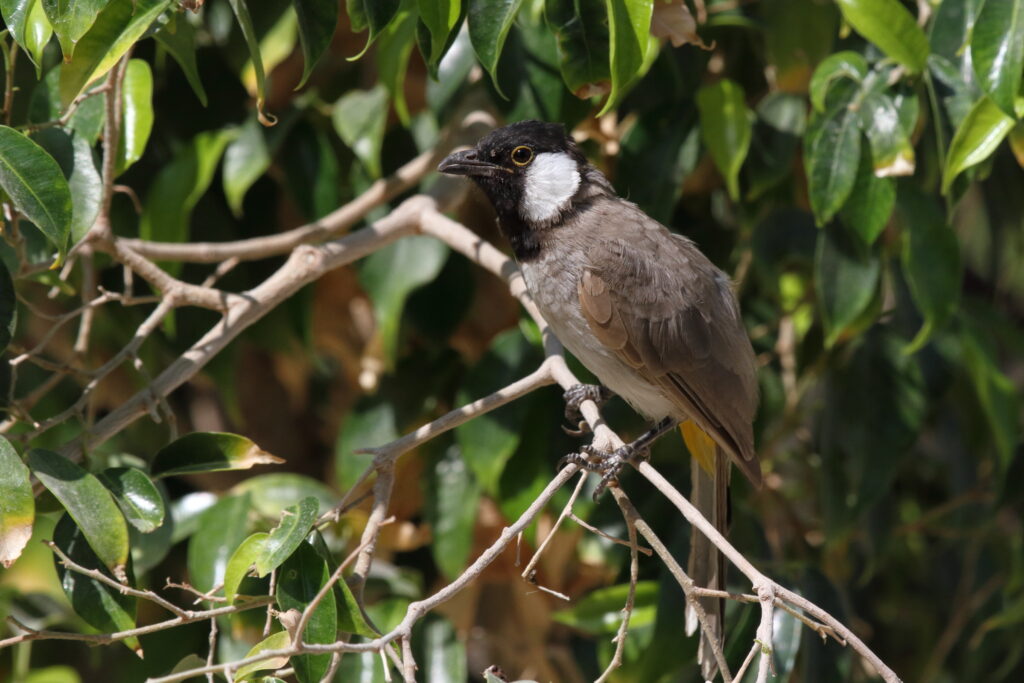 White-eared Bulbul. Qatar, 01 October 2012 © Neil G. Morris.