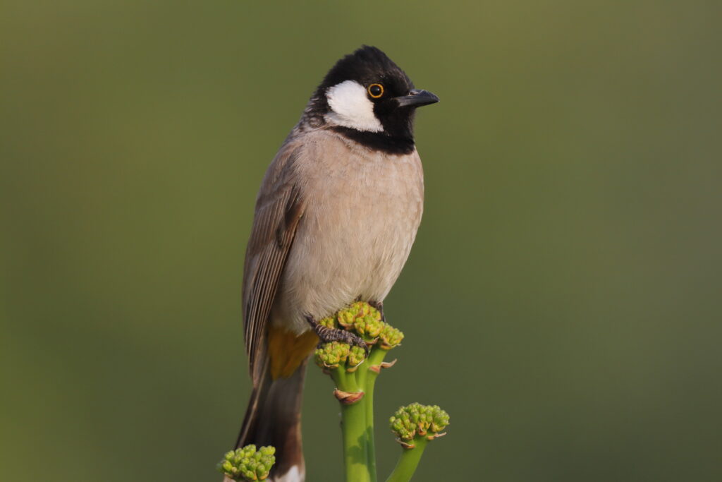 White-eared Bulbul. Qatar, 21 January 2013 © Neil G. Morris.
