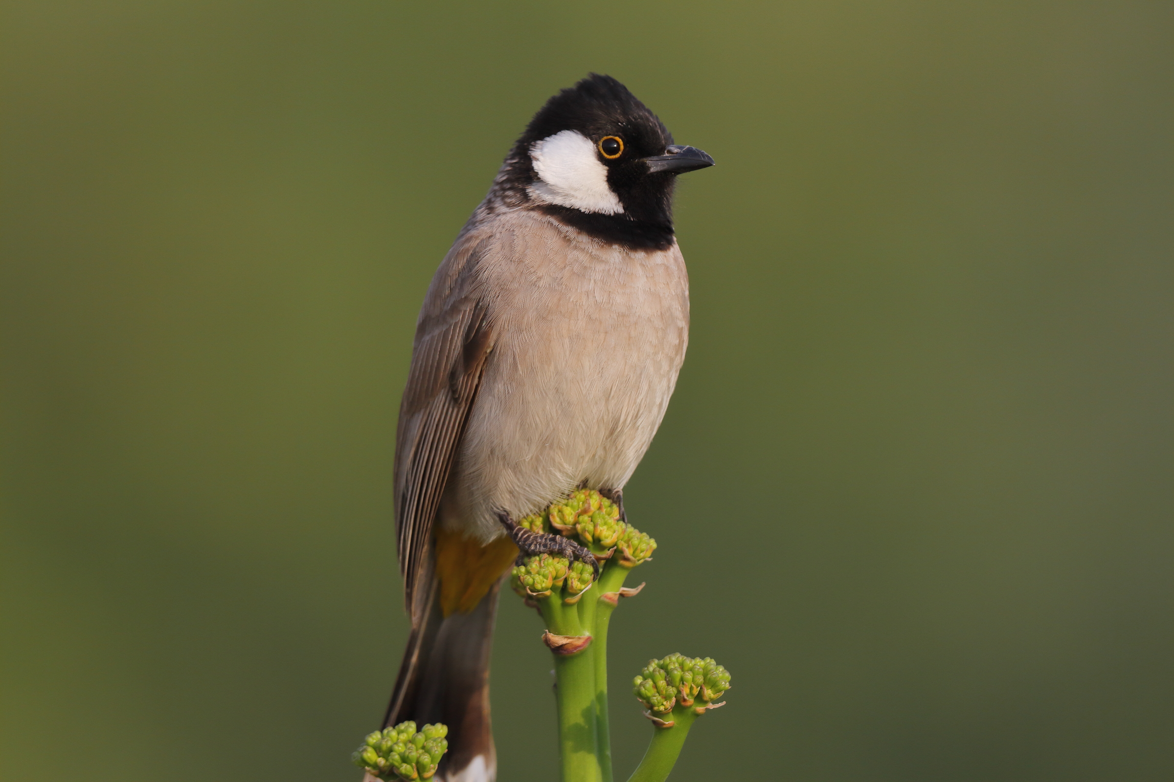 White-eared Bulbul. Qatar, 21 January 2013 © Neil G. Morris.