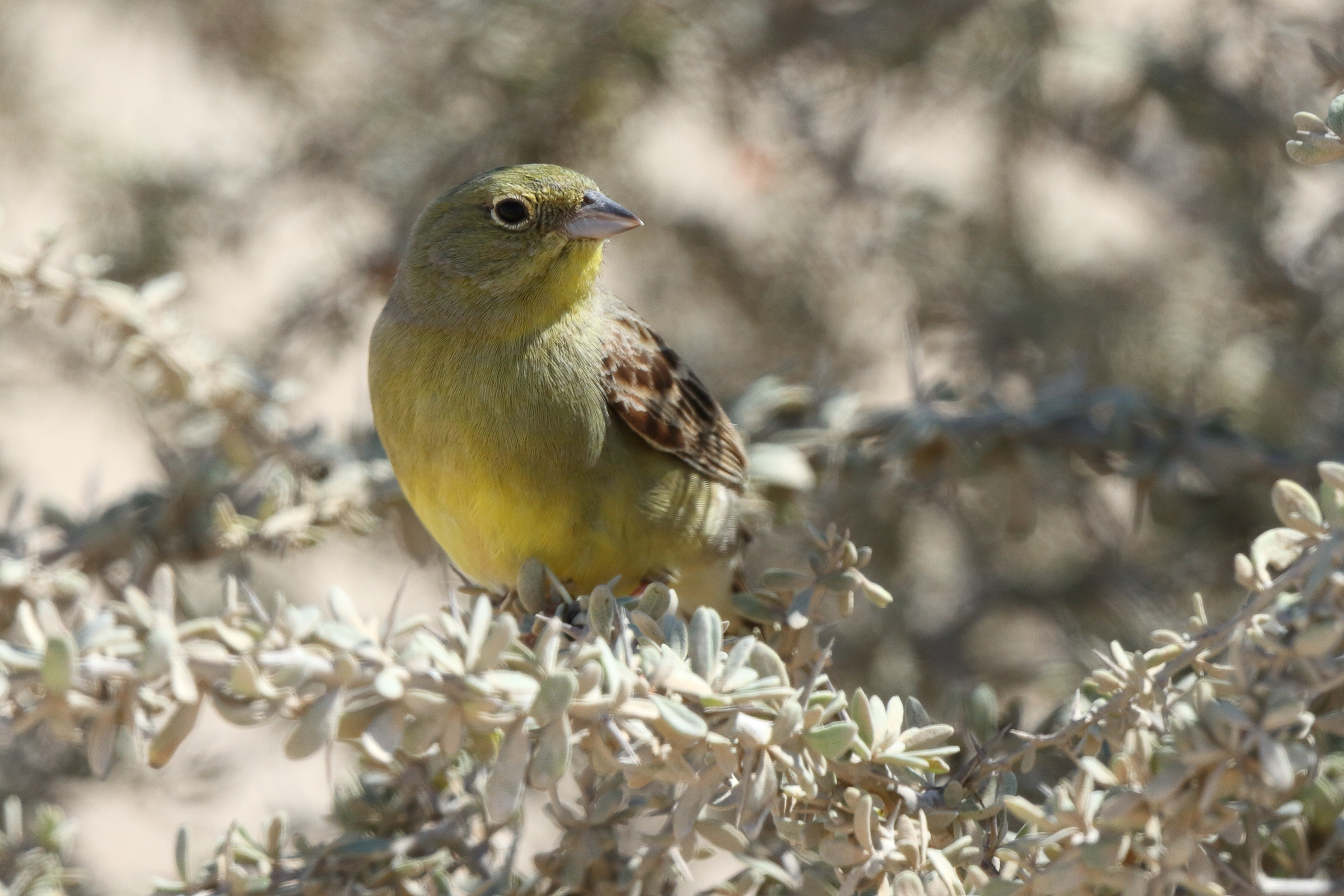 Eastern Cinereous Bunting. Qatar, 17 March 2014 © Neil G. Morris.