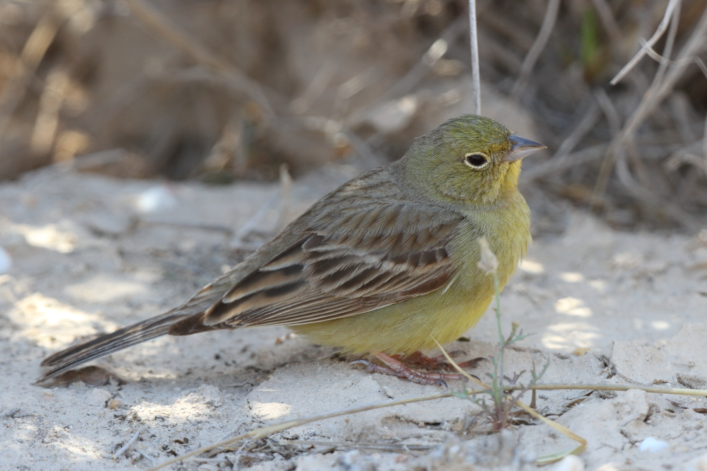 Eastern Cinereous Bunting. Qatar, 17 March 2014 © Neil G. Morris.