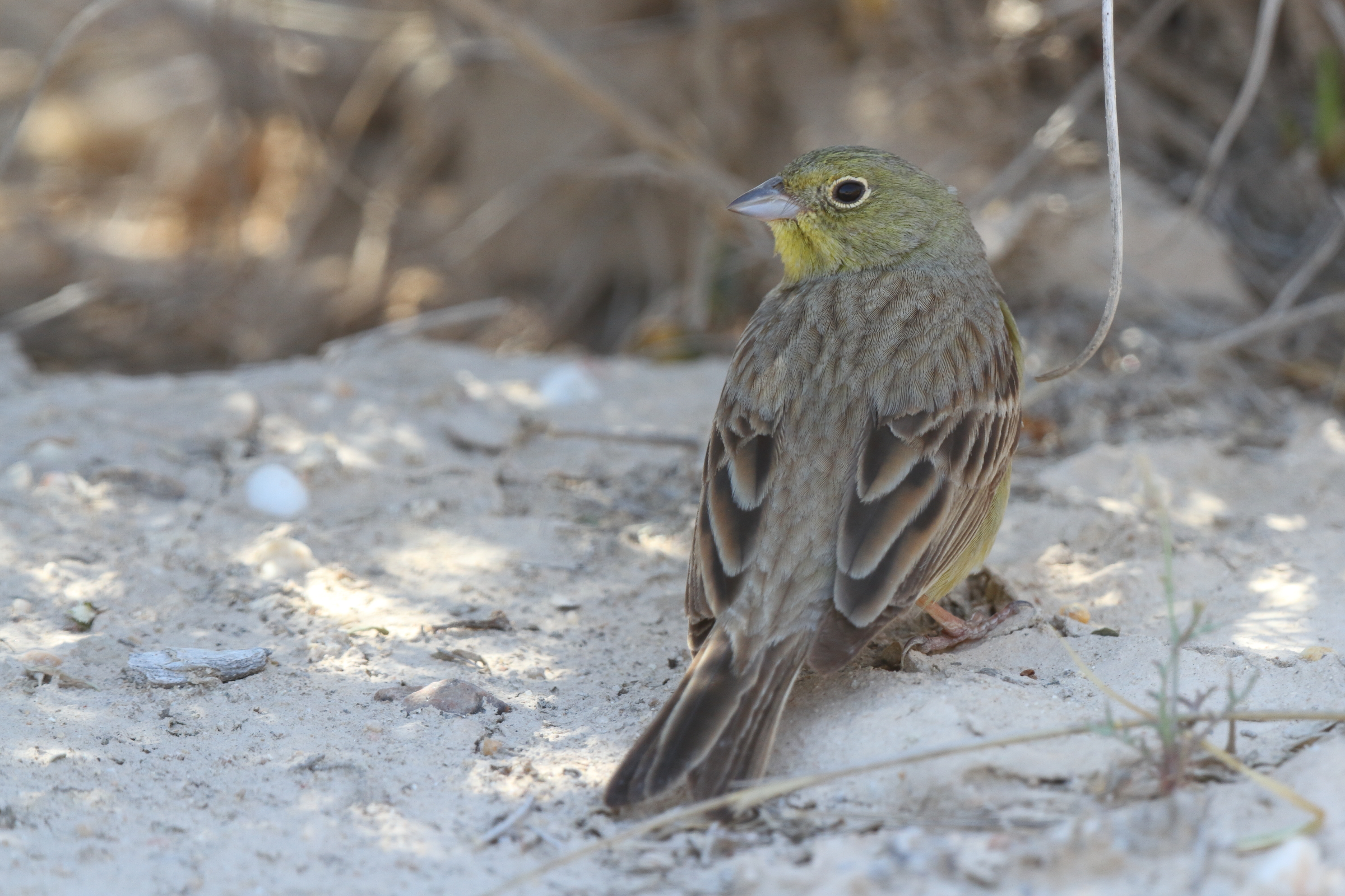 Eastern Cinereous Bunting. Qatar, 17 March 2014 © Neil G. Morris.