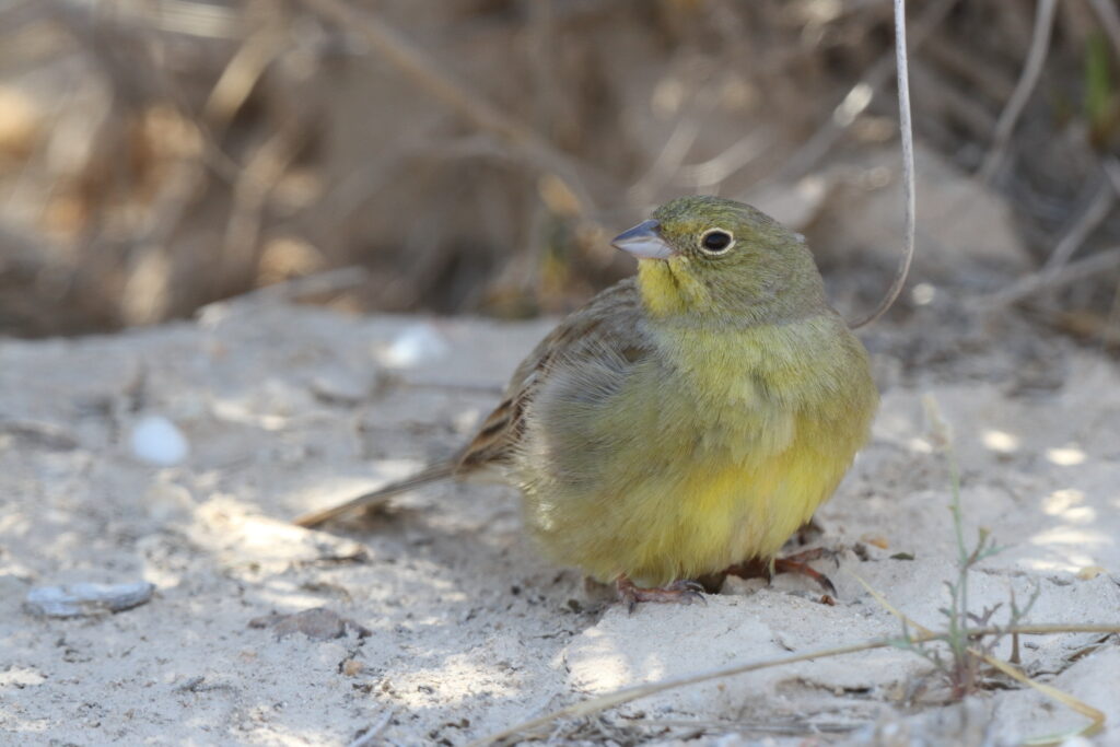 Eastern Cinereous Bunting. Qatar, 17 March 2014 © Neil G. Morris.