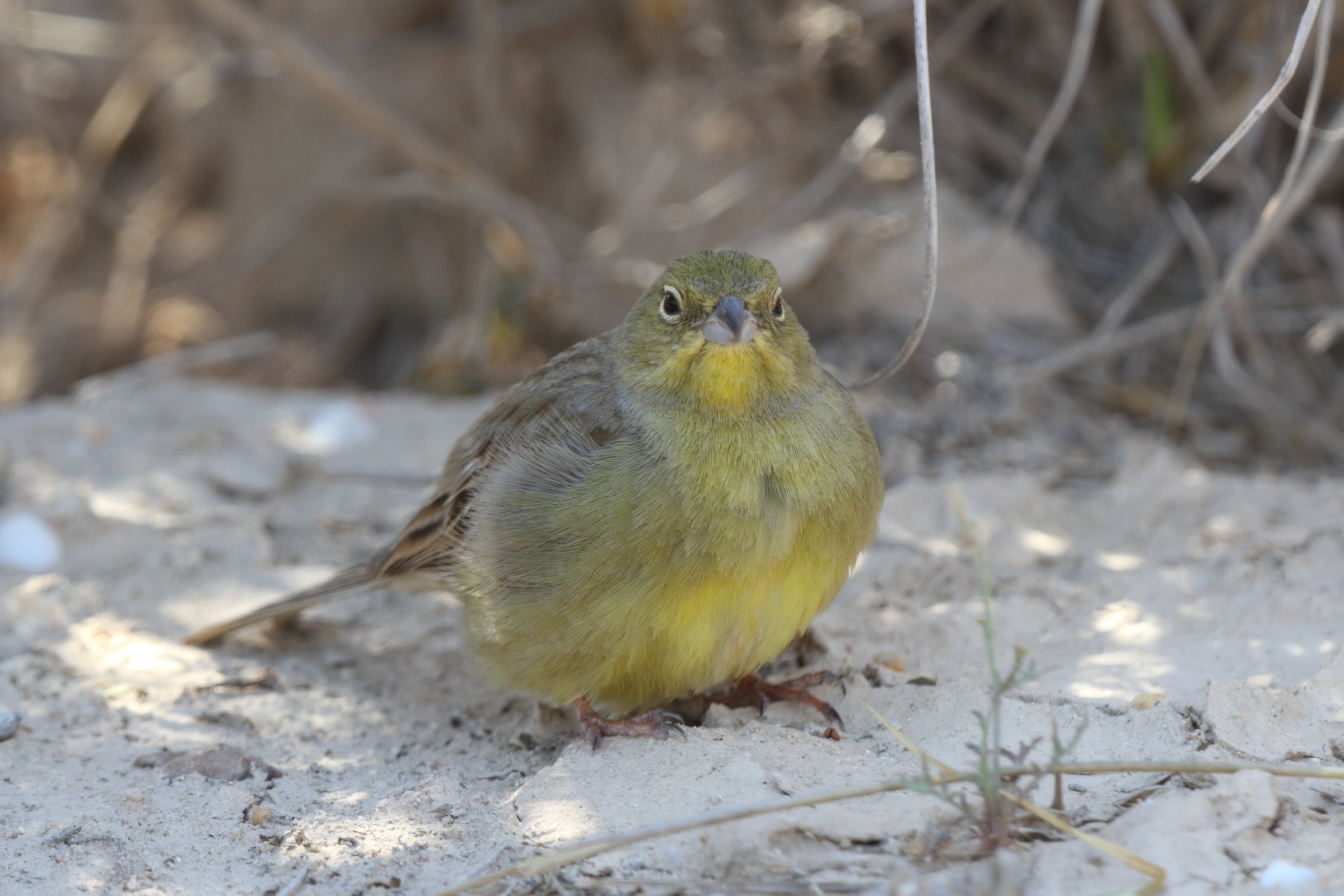 Eastern Cinereous Bunting. Qatar, 17 March 2014 © Neil G. Morris.