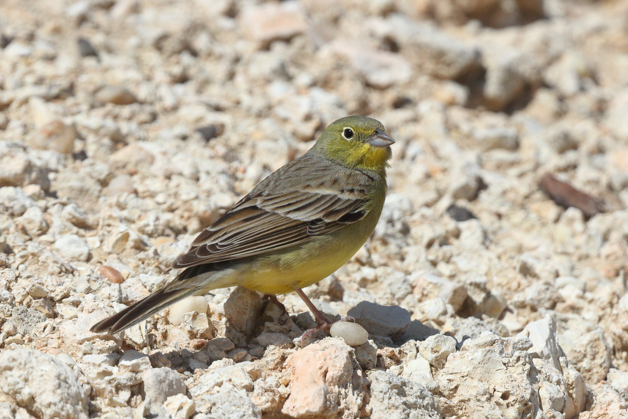 Eastern Cinereous Bunting. Qatar, 23 March 2014 © Neil G. Morris.