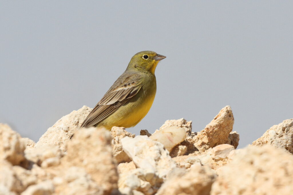 Cinereous Bunting. Qatar, 23 March 2014 © Neil G. Morris.