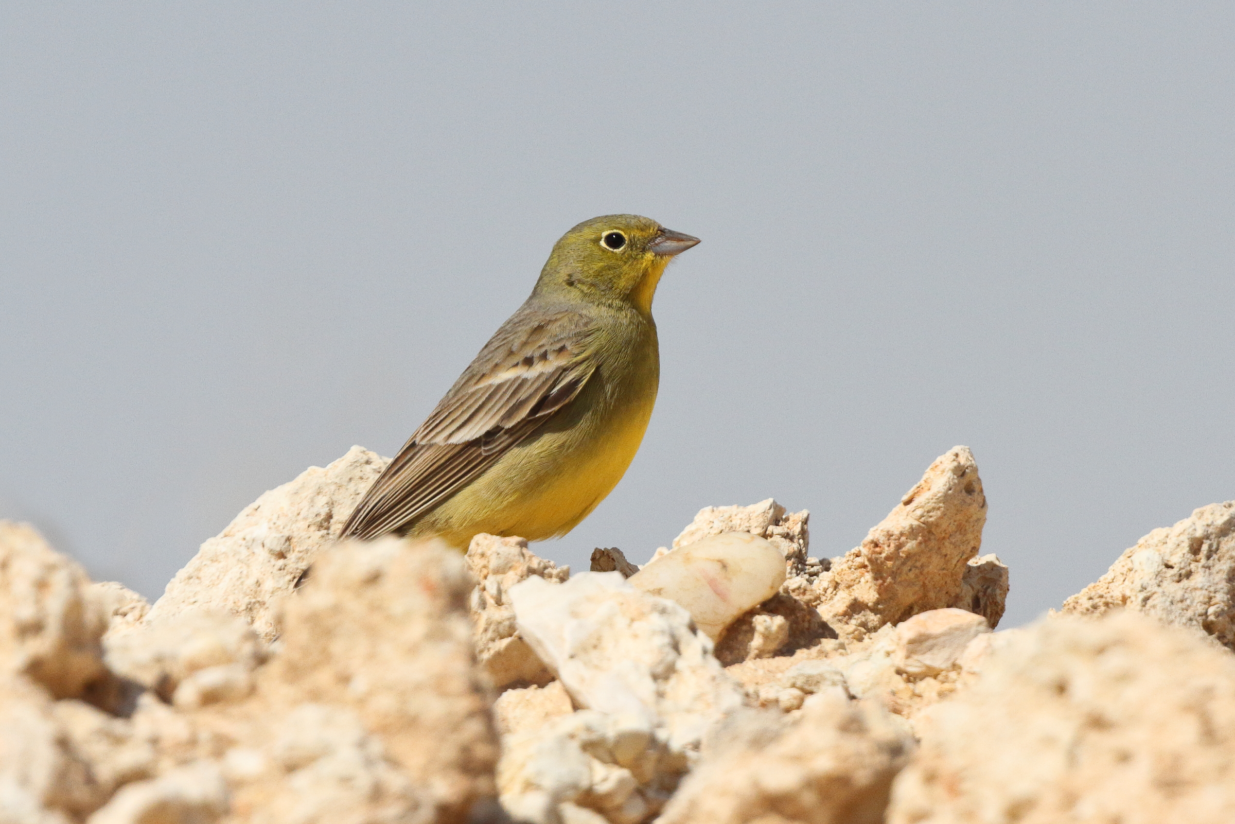 Eastern Cinereous Bunting. Qatar, 23 March 2014 © Neil G. Morris.