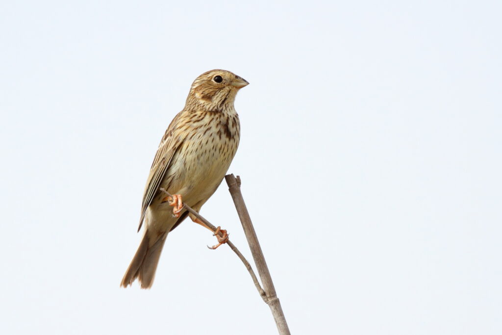 Corn Bunting. Qatar, 24 February 2013 © Neil G. Morris.