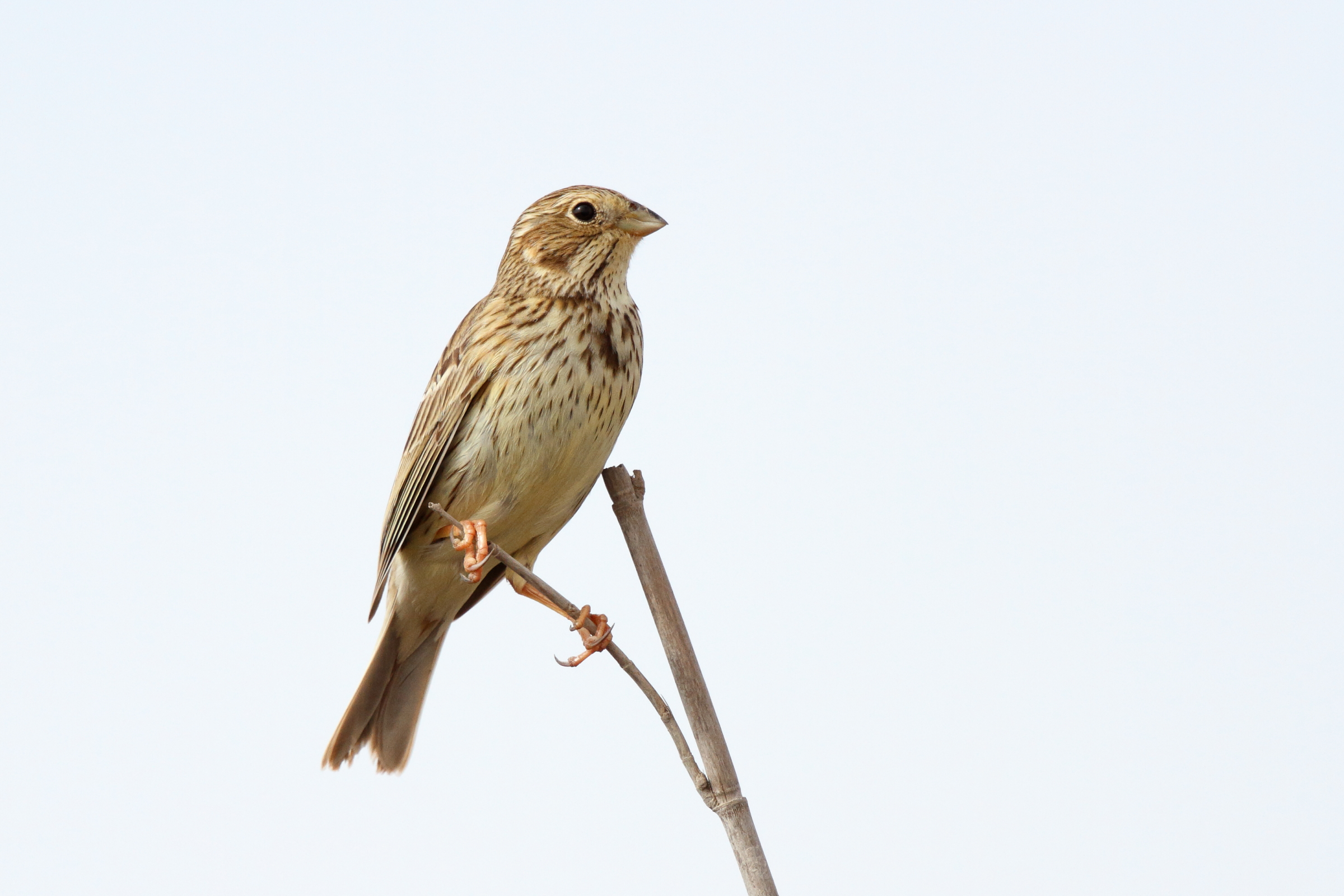 Corn Bunting. Qatar, 24 February 2013 © Neil G. Morris.