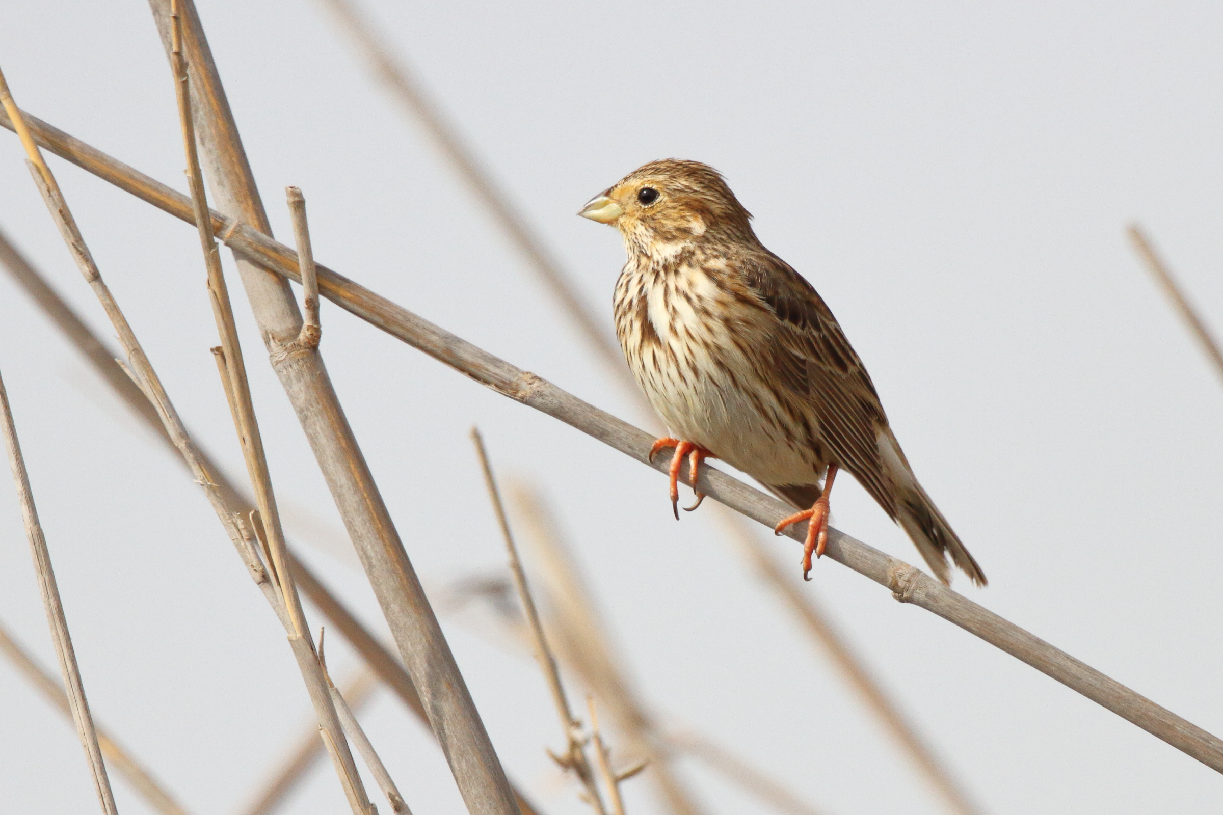 Corn Bunting. Qatar, 24 February 2013 © Neil G. Morris.